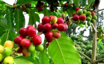 Arabika (Coffea Arabica)