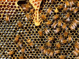 Türkiye Arı Yetiştiricileri Merkez Birliği, Arı Yetiştiriciliği Hakkında Bilgi Yayınladı