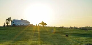 Günümüzde beslenme alışkanlıklarının değişmesiyle birlikte, çiftlikten sofraya konsepti büyük önem kazanıyor. Tarlada yetişen ürünlerin, çiftliklerde beslenen hayvanların doğallığı ve tazeliği, sofralarda kendini gösteriyor. İnsanlar artık sağlıklı, doğal ve katkısız besinlere ulaşmak için doğrudan üreticiden tüketiciye olan bu zincire daha fazla ilgi gösteriyor. Bu akım, hem yerel ekonomiyi destekliyor hem de besinlerin kalitesini artırıyor. Konulu bir haber görseli.