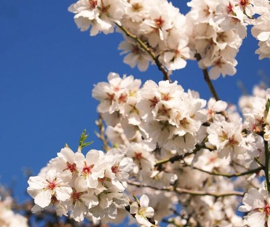 Bahar ayları, doğanın yeniden canlandığı, tarlaların ve bahçelerin taptaze ürünlerle dolduğu özel bir dönemdir. Bu mevsimde sofralara taşınan bahar tatları, hem görsel hem de lezzet açısından bambaşka bir zenginlik sunar. Rengarenk sebzeler, taze otlar, aromatik baharatlar ve mevsim meyveleri, hem hafif hem de sağlıklı yemeklerin başrol oyuncuları olur. Özellikle baharın taptaze dokusu, sofralara enerji ve mutluluk katar. Konulu bir haber görseli.