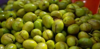 Akdeniz’in bereketli topraklarında yetişen yeşil zeytin, binlerce yıllık bir geçmişe sahip. Tarih boyunca birçok uygarlık için hem besin kaynağı hem de kültürel bir sembol olmuştur. Antik dönemlerde kutsal sayılan zeytin ağacı, barışın ve bolluğun işareti olarak görülmüş, sofralara sunduğu yeşil zeytin ile insanlığın yaşamına değer katmıştır. Konulu bir haber görseli.