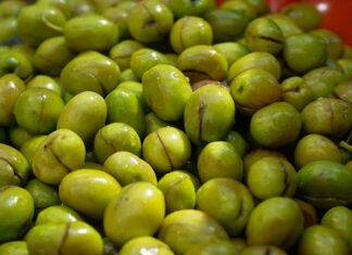 Akdeniz’in bereketli topraklarında yetişen yeşil zeytin, binlerce yıllık bir geçmişe sahip. Tarih boyunca birçok uygarlık için hem besin kaynağı hem de kültürel bir sembol olmuştur. Antik dönemlerde kutsal sayılan zeytin ağacı, barışın ve bolluğun işareti olarak görülmüş, sofralara sunduğu yeşil zeytin ile insanlığın yaşamına değer katmıştır. Konulu bir haber görseli.