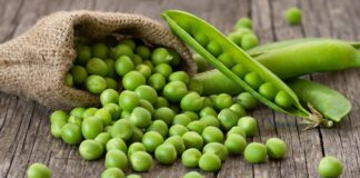 Bezelye, mutfaklarımızın hem taze hem de kuru olarak kullandığı önemli bir sebzedir. Tarih boyunca hem Anadolu hem de dünya mutfağında kendine yer bulan bezelye, besleyici içeriğiyle sofraların vazgeçilmezleri arasında yer alır. Zengin protein ve lif içeriği, bezelyeyi özellikle sağlıklı beslenme alışkanlıklarında öne çıkarır. Konulu bir haber görseli.