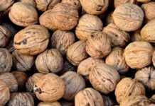 Ceviz, içeriğinde barındırdığı zengin besin değerleri ile yüzyıllardır insan sağlığında önemli bir yere sahiptir. Özellikle omega-3 yağ asitleri, protein, lif ve antioksidanlarla dolu yapısı, onu hem sağlıklı bir atıştırmalık hem de beslenme düzeninin vazgeçilmez bir parçası haline getiriyor. Uzmanlar, düzenli olarak ceviz tüketmenin kalp sağlığını korumada büyük rol oynadığını belirtiyor. Konulu bir haber görseli.