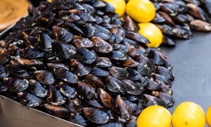 Midye dolma, taze midyelerin pirinç, soğan, baharat ve bazen etle doldurularak hazırlanan geleneksel bir deniz ürünü yemeğidir. Özellikle Karadeniz ve Ege mutfağında sıkça rastlanan bu lezzet, hem sokak lezzeti hem de ev yemeği olarak tüketilmektedir. Midyenin doğal tuzluluğu ve dolgun iç harcı, yemeğe kendine has bir aroma katar. Konulu bir haber görseli.