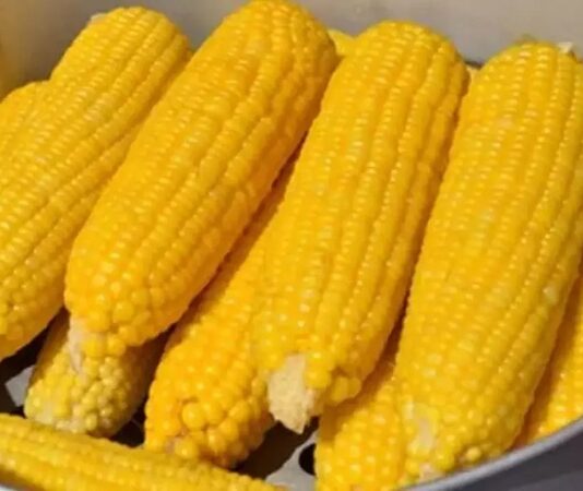 Mısır haşlaması, yaz aylarının vazgeçilmez atıştırmalıklarından biri olarak hem sokak lezzeti hem de evlerde hazırlanan sağlıklı bir seçenek haline gelmiştir. Özellikle sahil kenarlarında, parklarda ya da ev ortamlarında kolayca bulunabilen bu lezzet, besleyici yapısı ile öne çıkar. Mısır, lif bakımından zengin olması ve doyuruculuğu ile öğün aralarında tok tutar. Haşlandığında ise sindirimi kolay hale gelir ve her yaştan insan için güvenle tüketilebilir. Konulu bir haber görseli.