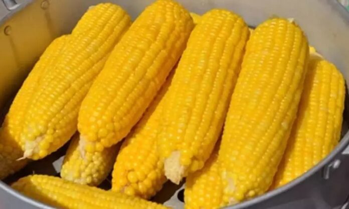 Mısır haşlaması, yaz aylarının vazgeçilmez atıştırmalıklarından biri olarak hem sokak lezzeti hem de evlerde hazırlanan sağlıklı bir seçenek haline gelmiştir. Özellikle sahil kenarlarında, parklarda ya da ev ortamlarında kolayca bulunabilen bu lezzet, besleyici yapısı ile öne çıkar. Mısır, lif bakımından zengin olması ve doyuruculuğu ile öğün aralarında tok tutar. Haşlandığında ise sindirimi kolay hale gelir ve her yaştan insan için güvenle tüketilebilir. Konulu bir haber görseli.