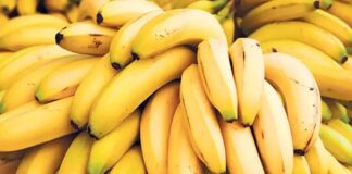 Muz, içerdiği vitaminler, mineraller ve lif yapısıyla hem sağlıklı beslenme alışkanlıklarının hem de günlük enerji ihtiyacının karşılanmasında önemli bir rol oynuyor. Özellikle potasyum bakımından zengin olan bu meyve, kalp ve damar sağlığının korunmasında etkili kabul ediliyor. Ayrıca magnezyum, B6 vitamini ve C vitamini açısından da güçlü bir kaynak olması, onu yalnızca bir atıştırmalık değil aynı zamanda besleyici bir yiyecek haline getiriyor. Konulu bir haber görseli.