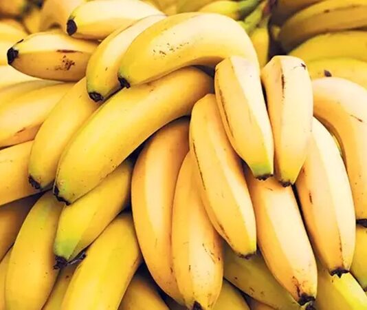 Muz, içerdiği vitaminler, mineraller ve lif yapısıyla hem sağlıklı beslenme alışkanlıklarının hem de günlük enerji ihtiyacının karşılanmasında önemli bir rol oynuyor. Özellikle potasyum bakımından zengin olan bu meyve, kalp ve damar sağlığının korunmasında etkili kabul ediliyor. Ayrıca magnezyum, B6 vitamini ve C vitamini açısından da güçlü bir kaynak olması, onu yalnızca bir atıştırmalık değil aynı zamanda besleyici bir yiyecek haline getiriyor. Konulu bir haber görseli.