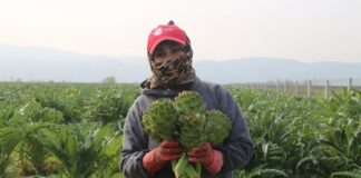 Günümüzde gıda tüketimi yalnızca karın doyurmaya yönelik bir alışkanlık olmaktan çıkarak bilinçli bir tercihe dönüşüyor. Bu dönüşümün merkezinde yer alan Topraktan Tabağa anlayışı, gıdanın üretim sürecinden tüketim anına kadar geçen yolculuğunu görünür kılıyor. Tüketiciler artık yalnızca ne yediklerini değil, yedikleri ürünlerin nereden geldiğini, nasıl üretildiğini ve hangi aşamalardan geçtiğini de bilmek istiyor. Konulu bir haber görseli.