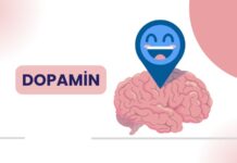 Modern yaşamda motivasyon eksikliği, odaklanma sorunları ve zihinsel yorgunluk giderek daha sık konuşulan konular arasında yer alıyor. Bu noktada beynin ödül ve motivasyon sistemiyle doğrudan ilişkili olan dopamin hormonu ön plana çıkıyor. Dopamin diyeti, yalnızca fiziksel ihtiyaçlara değil, zihinsel performans ve ruhsal dengeye de odaklanan bütüncül bir beslenme yaklaşımı olarak dikkat çekiyor. Konulu bir haber görseli.