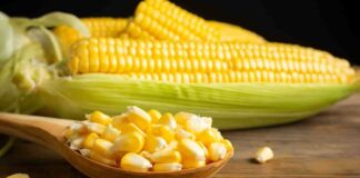 Mısır, dünya genelinde sıkça tüketilen bir tahıl olmakla birlikte bazı bireylerde alerji veya sindirim sorunlarına yol açabilir. Bu nedenle mısırsız beslenme, özellikle mısır intoleransı veya alerjisi olan kişiler için önem kazanır. Bu diyet modeli, mısır ve türevlerini sınırlayarak güvenli ve besleyici alternatifleri ön plana çıkarır. Günümüzde bireyler, sadece lezzet değil aynı zamanda sağlıklı ve dengeli bir yaşam için bilinçli seçimler yapıyor. Konulu bir haber görseli.