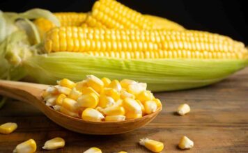 Mısır, dünya genelinde sıkça tüketilen bir tahıl olmakla birlikte bazı bireylerde alerji veya sindirim sorunlarına yol açabilir. Bu nedenle mısırsız beslenme, özellikle mısır intoleransı veya alerjisi olan kişiler için önem kazanır. Bu diyet modeli, mısır ve türevlerini sınırlayarak güvenli ve besleyici alternatifleri ön plana çıkarır. Günümüzde bireyler, sadece lezzet değil aynı zamanda sağlıklı ve dengeli bir yaşam için bilinçli seçimler yapıyor. Konulu bir haber görseli.