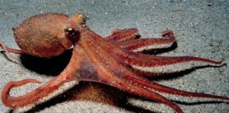 Deniz ürünleri dünyasında gizemli görünümü ve eşsiz dokusuyla öne çıkan ahtapot, son yıllarda gastronomi sahnesinde adından daha sık söz ettirmeye başladı. Bir zamanlar yalnızca sahil kasabalarındaki geleneksel balık restoranlarında rastlanan bu ürün, artık büyük şehirlerdeki seçkin mekanların menülerinde ve gurme market raflarında da kendine yer buluyor. Özellikle Akdeniz mutfağına olan ilginin artması, ahtapot tüketiminin daha geniş kitlelere yayılmasını sağlıyor. Konulu bir haber görseli.