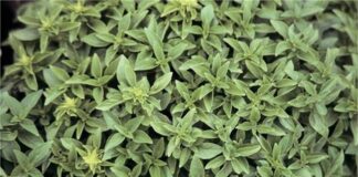 Fesleğen, kendine özgü kokusu ve ferahlatıcı aromasıyla mutfaklarda ayrıcalıklı bir yere sahip olan bitkilerden biridir. Özellikle taze yapraklarıyla tanınan fesleğen, hem geleneksel hem de modern mutfak anlayışında önemli bir rol üstlenir. Görünüm olarak narin, etki olarak güçlü olan bu bitki, yemeklere kattığı karakterle fark yaratır. Konulu bir haber görseli.