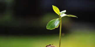 Günümüzde sağlıklı yaşam kavramı giderek daha geniş bir çerçevede ele alınmakta ve yalnızca hastalıklardan korunmayı değil, yaşam kalitesini artırmayı da kapsamaktadır. Bu süreçte doğal kaynaklara yönelim dikkat çekici biçimde artmaktadır. Özellikle bitkisel takviyeler, modern yaşamın getirdiği yoğun tempo ve düzensiz beslenme alışkanlıkları karşısında destekleyici bir unsur olarak öne çıkmaktadır. Bitkilerden elde edilen bu ürünler, yüzyıllardır farklı kültürlerde kullanılan geleneksel bilgiyle günümüz ihtiyaçlarını bir araya getirmektedir. Konulu bir haber görseli.