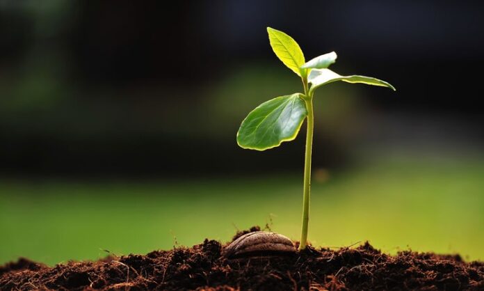 Günümüzde sağlıklı yaşam kavramı giderek daha geniş bir çerçevede ele alınmakta ve yalnızca hastalıklardan korunmayı değil, yaşam kalitesini artırmayı da kapsamaktadır. Bu süreçte doğal kaynaklara yönelim dikkat çekici biçimde artmaktadır. Özellikle bitkisel takviyeler, modern yaşamın getirdiği yoğun tempo ve düzensiz beslenme alışkanlıkları karşısında destekleyici bir unsur olarak öne çıkmaktadır. Bitkilerden elde edilen bu ürünler, yüzyıllardır farklı kültürlerde kullanılan geleneksel bilgiyle günümüz ihtiyaçlarını bir araya getirmektedir. Konulu bir haber görseli.