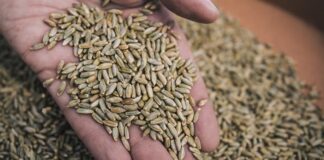 Çavdar, son yıllarda hem sağlıklı beslenme trendlerinin etkisiyle hem de tarımsal sürdürülebilirlik arayışlarının hız kazanmasıyla yeniden gündemin üst sıralarına taşındı. Özellikle çavdar bazlı ürünlerin artan tüketimi, bu tahılın yalnızca geleneksel mutfaklarda değil modern diyetlerde de kendine güçlü bir yer edinmesini sağladı. Uzmanlar, lif oranı yüksek yapısı ve düşük glisemik indeksi sayesinde çavdar ekmeği ve türevlerinin, obezite ve diyabetle mücadelede önemli bir rol oynadığını vurguluyor. Konulu bir haber görseli.