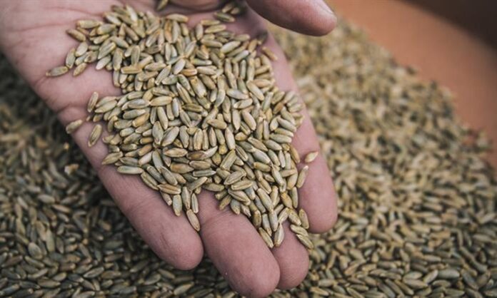 Çavdar, son yıllarda hem sağlıklı beslenme trendlerinin etkisiyle hem de tarımsal sürdürülebilirlik arayışlarının hız kazanmasıyla yeniden gündemin üst sıralarına taşındı. Özellikle çavdar bazlı ürünlerin artan tüketimi, bu tahılın yalnızca geleneksel mutfaklarda değil modern diyetlerde de kendine güçlü bir yer edinmesini sağladı. Uzmanlar, lif oranı yüksek yapısı ve düşük glisemik indeksi sayesinde çavdar ekmeği ve türevlerinin, obezite ve diyabetle mücadelede önemli bir rol oynadığını vurguluyor. Konulu bir haber görseli.