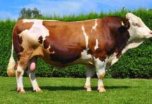 Dana Etinin Sofralardaki Yeri Sağlıklı Beslenmeden Hayvancılık Ekonomisine Dana eti, hem Türk mutfağının hem de dünya mutfaklarının vazgeçilmez protein kaynaklarından biri olarak öne çıkıyor. Yüksek besin değeri, zengin lezzeti ve çok yönlü kullanım alanları sayesinde dana eti, yüzyıllardır sofralarda önemli bir yer tutuyor. Son yıllarda artan sağlıklı beslenme bilinciyle birlikte tüketiciler, daha bilinçli tercihler yapmaya yönelirken dana etinin kalitesi, üretim koşulları ve besin içeriği daha fazla sorgulanır hale geldi. Konulu bir haber görseli.