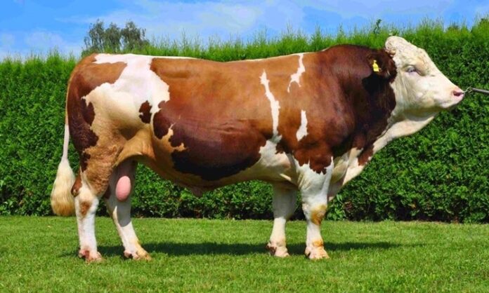 Dana eti, hem Türk mutfağının hem de dünya mutfaklarının vazgeçilmez protein kaynaklarından biri olarak öne çıkıyor. Yüksek besin değeri, zengin lezzeti ve çok yönlü kullanım alanları sayesinde dana eti, yüzyıllardır sofralarda önemli bir yer tutuyor. Son yıllarda artan sağlıklı beslenme bilinciyle birlikte tüketiciler, daha bilinçli tercihler yapmaya yönelirken dana etinin kalitesi, üretim koşulları ve besin içeriği daha fazla sorgulanır hale geldi. Konulu bir haber görseli.