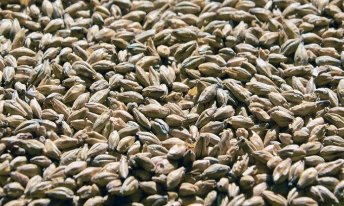 Arpa, insanlık tarihinin en eski tarım ürünlerinden biri olarak bugün de hem gıda hem de hayvancılık sektöründe stratejik bir rol oynamaya devam ediyor. Kuraklığa ve soğuk iklimlere karşı görece dayanıklı yapısıyla bilinen Arpa, özellikle iklim belirsizliklerinin arttığı günümüzde yeniden daha fazla ilgi görmeye başladı. Ekmeklik buğday kadar yaygın tüketilmese de bira üretiminden hayvan yemine, geleneksel mutfaklardan modern gıda sanayisine kadar geniş bir kullanım alanına sahip olması, arpayı vazgeçilmez kılıyor. Konulu bir haber görseli.