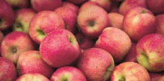 Doğanın en bilinen ve en çok tüketilen meyvelerinden biri olan elma, yüzyıllardır insan yaşamının merkezinde yer almaktadır. Hem besleyici yapısı hem de sembolik anlamlarıyla öne çıkan elma, mitolojiden halk kültürüne, tarımdan modern beslenme anlayışına kadar geniş bir alanda kendine yer bulmuştur. Günümüzde elma tüketimi, sağlıklı yaşam arayışlarının artmasıyla birlikte yeniden önem kazanmış, bu kadim meyve modern sofraların vazgeçilmezleri arasına girmiştir. Konulu bir haber görseli.