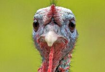 Hindi eti, son yıllarda sağlıklı beslenme trendlerinin etkisiyle giderek daha fazla ilgi gören bir hayvansal protein kaynağı haline geldi. Düşük yağ oranı, yüksek protein değeri ve hafif tadıyla öne çıkan hindi eti, özellikle diyet yapan bireyler ve sporcular tarafından tercih ediliyor. Geleneksel olarak bazı özel günlerle özdeşleşmiş olsa da günümüzde hindi eti artık günlük beslenme rutinlerinde de daha sık yer buluyor. Konulu bir haber görseli.