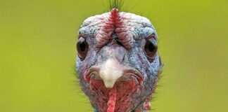 Hindi eti, son yıllarda sağlıklı beslenme trendlerinin etkisiyle giderek daha fazla ilgi gören bir hayvansal protein kaynağı haline geldi. Düşük yağ oranı, yüksek protein değeri ve hafif tadıyla öne çıkan hindi eti, özellikle diyet yapan bireyler ve sporcular tarafından tercih ediliyor. Geleneksel olarak bazı özel günlerle özdeşleşmiş olsa da günümüzde hindi eti artık günlük beslenme rutinlerinde de daha sık yer buluyor. Konulu bir haber görseli.