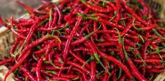 Kırmızı Biberin Sofralardaki Renkli Yolculuğu Kırmızı biber, mutfak kültürünün en dikkat çekici ve en yaygın kullanılan ürünlerinden biri olarak hem rengi hem de aromasıyla öne çıkar. Tatlıdan acıya uzanan geniş lezzet skalası sayesinde kırmızı biber, farklı damak zevklerine hitap edebilen nadir gıda ürünleri arasında yer alır. Dünya mutfaklarında önemli bir yere sahip olan bu ürün, sadece yemeklere tat katmakla kalmaz, aynı zamanda görsel açıdan da sofralara canlılık kazandırır. Konulu bir haber görseli.