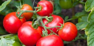 Son yıllarda beslenme alışkanlıklarında gözle görülür bir değişim yaşanıyor. Tüketiciler artık yalnızca doyurucu değil, aynı zamanda görsel olarak da cazip gıdalara yöneliyor. Bu noktada kırmızı sebzeler, hem renkleri hem de mutfaktaki çok yönlü kullanımlarıyla dikkat çekiyor. Domates, kırmızı biber, pancar ve kırmızı lahana gibi ürünler, sofralarda giderek daha fazla yer buluyor. Konulu bir haber görseli.