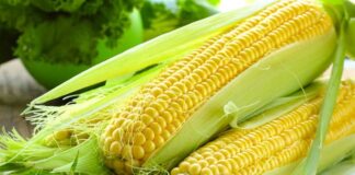 Mısır, dünya genelinde en çok üretilen ve en yaygın kullanılan tarım ürünlerinden biri olarak hem gıda hem de sanayi alanında vazgeçilmez bir konuma sahiptir. Hayvan yeminden biyoyakıta, nişastadan şekerlemeye kadar uzanan geniş kullanım alanı sayesinde Mısır, yalnızca sofraların değil, aynı zamanda endüstrinin de temel hammaddeleri arasında yer alır. Bu çok yönlü yapı, mısırı küresel tarım politikalarının merkezine taşımış durumda. Konulu bir haber görseli.