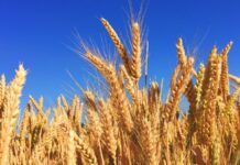 Buğday, insanlık tarihinin en eski tarım ürünlerinden biri olarak yalnızca sofraların değil, medeniyetlerin de temel taşı olmuştur. Günümüzde dünya nüfusunun büyük bir bölümü için ana besin kaynağı olan Buğday, ekmekten makarnaya, bulgurdan unlu mamullere kadar sayısız üründe kullanılıyor. Tarımsal üretimin kalbi sayılan bu ürün, aynı zamanda ekonomik istikrar ve toplumsal refah açısından da kritik bir rol üstleniyor. Özellikle artan nüfus, iklim baskısı ve küresel ticaret dinamikleri, buğdayın önemini her geçen gün daha da artırıyor. Konulu bir haber görseli.