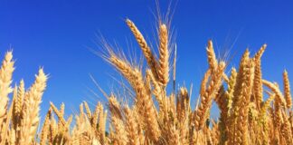 Buğday, insanlık tarihinin en eski tarım ürünlerinden biri olarak yalnızca sofraların değil, medeniyetlerin de temel taşı olmuştur. Günümüzde dünya nüfusunun büyük bir bölümü için ana besin kaynağı olan Buğday, ekmekten makarnaya, bulgurdan unlu mamullere kadar sayısız üründe kullanılıyor. Tarımsal üretimin kalbi sayılan bu ürün, aynı zamanda ekonomik istikrar ve toplumsal refah açısından da kritik bir rol üstleniyor. Özellikle artan nüfus, iklim baskısı ve küresel ticaret dinamikleri, buğdayın önemini her geçen gün daha da artırıyor. Konulu bir haber görseli.