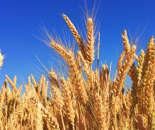 Buğday, insanlık tarihinin en eski tarım ürünlerinden biri olarak yalnızca sofraların değil, medeniyetlerin de temel taşı olmuştur. Günümüzde dünya nüfusunun büyük bir bölümü için ana besin kaynağı olan Buğday, ekmekten makarnaya, bulgurdan unlu mamullere kadar sayısız üründe kullanılıyor. Tarımsal üretimin kalbi sayılan bu ürün, aynı zamanda ekonomik istikrar ve toplumsal refah açısından da kritik bir rol üstleniyor. Özellikle artan nüfus, iklim baskısı ve küresel ticaret dinamikleri, buğdayın önemini her geçen gün daha da artırıyor. Konulu bir haber görseli.