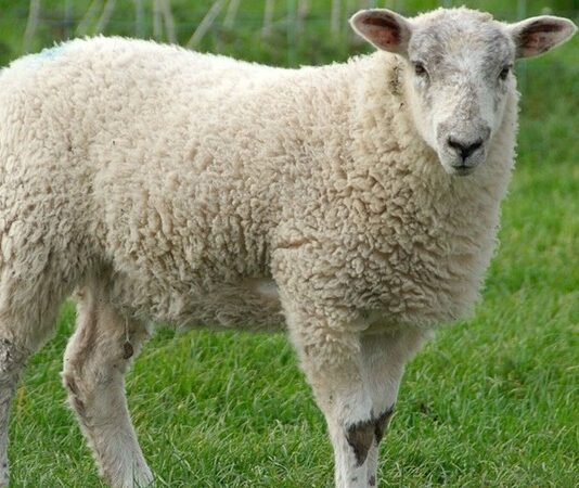 Kuzu eti, Türk mutfağının en köklü lezzetlerinden biri olarak hem geleneksel sofralarda hem de modern restoran menülerinde özel bir konuma sahip. Yumuşak dokusu, kendine has aroması ve zengin besin içeriğiyle kuzu eti, yüzyıllardır Anadolu mutfak kültürünün vazgeçilmez parçalarından biri olmayı sürdürüyor. Son yıllarda artan sağlıklı beslenme bilinciyle birlikte tüketiciler, kırmızı et tercihlerinde daha seçici davranırken kuzu etinin kalitesi, üretim koşulları ve besin değeri daha fazla gündeme geliyor. Konulu bir haber görseli.