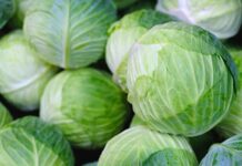 Beslenme uzmanlarının sıkça önerdiği sebzeler arasında yer alan lahana, hem lezzeti hem de sağlık faydalarıyla öne çıkıyor. Özellikle düşük kalorili yapısı ve vitamin-mineral zenginliği ile bilinen lahana, salatalardan sarmalara, çorbalardan turşulara kadar geniş bir kullanım alanına sahiptir. Türkiye mutfağında uzun yıllardır kullanılan lahana, hem geleneksel tariflerde hem de modern sağlıklı beslenme trendlerinde önemli bir yer tutuyor. Konulu bir haber görseli.