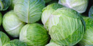 Beslenme uzmanlarının sıkça önerdiği sebzeler arasında yer alan lahana, hem lezzeti hem de sağlık faydalarıyla öne çıkıyor. Özellikle düşük kalorili yapısı ve vitamin-mineral zenginliği ile bilinen lahana, salatalardan sarmalara, çorbalardan turşulara kadar geniş bir kullanım alanına sahiptir. Türkiye mutfağında uzun yıllardır kullanılan lahana, hem geleneksel tariflerde hem de modern sağlıklı beslenme trendlerinde önemli bir yer tutuyor. Konulu bir haber görseli.