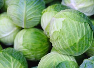 Beslenme uzmanlarının sıkça önerdiği sebzeler arasında yer alan lahana, hem lezzeti hem de sağlık faydalarıyla öne çıkıyor. Özellikle düşük kalorili yapısı ve vitamin-mineral zenginliği ile bilinen lahana, salatalardan sarmalara, çorbalardan turşulara kadar geniş bir kullanım alanına sahiptir. Türkiye mutfağında uzun yıllardır kullanılan lahana, hem geleneksel tariflerde hem de modern sağlıklı beslenme trendlerinde önemli bir yer tutuyor. Konulu bir haber görseli.