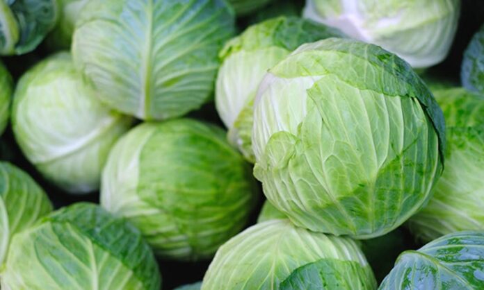 Beslenme uzmanlarının sıkça önerdiği sebzeler arasında yer alan lahana, hem lezzeti hem de sağlık faydalarıyla öne çıkıyor. Özellikle düşük kalorili yapısı ve vitamin-mineral zenginliği ile bilinen lahana, salatalardan sarmalara, çorbalardan turşulara kadar geniş bir kullanım alanına sahiptir. Türkiye mutfağında uzun yıllardır kullanılan lahana, hem geleneksel tariflerde hem de modern sağlıklı beslenme trendlerinde önemli bir yer tutuyor. Konulu bir haber görseli.