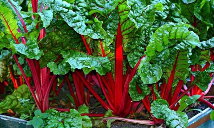 Pazı, sağlık açısından oldukça zengin bir sebze olarak bilinir. İçeriğinde yüksek miktarda lif, C vitamini, K vitamini ve demir barındırır. Düzenli olarak tüketildiğinde sindirim sistemini destekler ve bağışıklık sistemini güçlendirir. Pazı, aynı zamanda antioksidan özelliği ile hücreleri serbest radikallere karşı korur ve yaşlanma belirtilerini yavaşlatır. Konulu bir haber görseli.