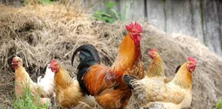 Serbest gezen tavuk, son yıllarda gıda tercihlerinde bilinç düzeyinin artmasıyla birlikte tüketicilerin en çok dikkat ettiği ürünlerden biri haline geldi. Endüstriyel üretim koşullarına dair artan soru işaretleri, insanları daha doğal ve hayvan refahını gözeten alternatiflere yöneltiyor. Bu noktada serbest gezen tavuk, hem üretim modeli hem de ürün kalitesi açısından güven veren bir seçenek olarak öne çıkıyor. Konulu bir haber görseli.