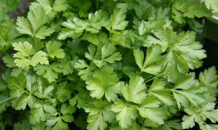 Maydanoz, sade görünümüne rağmen mutfak kültüründe oldukça güçlü bir yere sahip olan temel yeşilliklerden biridir. Hem taze hem de ince kıyılmış hâliyle kullanılan maydanoz, yemeklere kattığı aroma ve görsel canlılık sayesinde yüzyıllardır sofralardan eksik olmamıştır. Özellikle Akdeniz ve Orta Doğu mutfaklarında önemli bir yere sahip olan bu yeşillik, günlük beslenme alışkanlıklarının doğal bir parçası hâline gelmiştir. Konulu bir haber görseli.