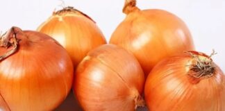 Mutfakların en temel bileşenlerinden biri olan soğan, hem lezzet verici özelliği hem de sağlık açısından sunduğu faydalarla dünya genelinde en çok tüketilen sebzeler arasında yer alıyor. Antik çağlardan bu yana kullanılan soğan, bugün modern mutfakların da vazgeçilmezleri arasında bulunuyor. Çiğ olarak salatalarda, pişmiş halde yemeklerde, çorbalarda ve soslarda kullanılan soğan, hemen her kültürde kendine özgü bir yer edinmiş durumda. Konulu bir haber görseli.