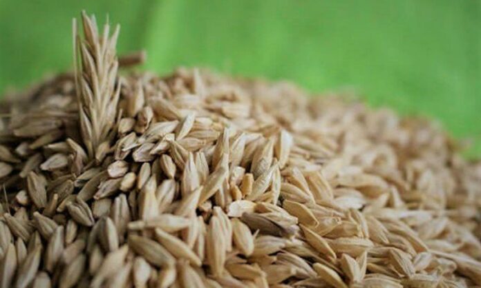 Beslenme alışkanlıklarının değişmesiyle birlikte sofralarda daha doğal ve geleneksel ürünlere yönelim giderek artıyor. Bu dönüşümün merkezinde yer alan tam buğday ürünleri, hem geçmişten gelen bir beslenme kültürünü temsil ediyor hem de modern yaşamın ihtiyaçlarına cevap veriyor. Günümüzde ekmekten makarnaya, undan gevreğe kadar pek çok ürünün tam buğday alternatifi bulunması, bu alandaki farkındalığın yükseldiğini açıkça gösteriyor. Konulu bir haber görseli.