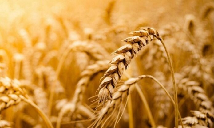 Sağlıklı yaşam arayışı, günümüzde yalnızca kilo kontrolüyle sınırlı kalmıyor; uzun vadeli sağlık, enerji dengesi ve yaşam kalitesi de bu arayışın önemli parçaları haline geliyor. Bu süreçte beslenme alışkanlıkları yeniden şekillenirken, tam tahıllı beslenme giderek daha fazla öne çıkan bir yaklaşım olarak dikkat çekiyor. Rafine edilmiş gıdaların yoğun tüketiminin yol açtığı sağlık sorunları, bireyleri daha doğal ve besleyici seçeneklere yönlendiriyor. Konulu bir haber görseli.