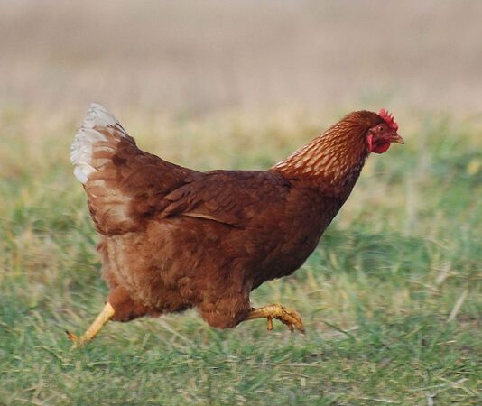 Tavuk eti, dünya genelinde en çok tüketilen hayvansal protein kaynaklarından biri olarak öne çıkıyor. Uygun fiyatlı olması, kolay bulunabilirliği ve farklı pişirme yöntemlerine uyum sağlaması sayesinde tavuk eti, hem ev mutfaklarının hem de gıda sektörünün vazgeçilmez ürünleri arasında yer alıyor. Son yıllarda artan sağlıklı yaşam bilinciyle birlikte tüketiciler, yağ oranı düşük ve protein değeri yüksek besinlere yönelirken tavuk eti bu beklentilere güçlü bir şekilde karşılık veriyor. Konulu bir haber görseli.