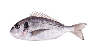 Türkiye’de su ürünleri sektörünün gözde türlerinden biri olan çipura, hem sofralardaki yeri hem de ihracattaki payıyla son yıllarda dikkat çekici bir yükseliş yaşıyor. Akdeniz mutfağının vazgeçilmez balıklarından biri olarak bilinen çipura, lezzeti, besin değeri ve yetiştiriciliğe uygun yapısıyla hem tüketicilerin hem de üreticilerin gözdesi haline gelmiş durumda. Uzmanlara göre artan sağlıklı beslenme bilinci ve sürdürülebilir balıkçılığa yönelik yatırımlar, çipuranın önümüzdeki yıllarda da popülerliğini artırarak devam ettirmesini sağlayacak. Konulu bir haber görseli.