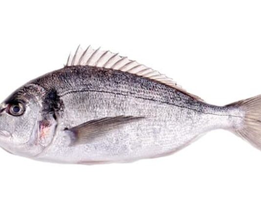 Türkiye’de su ürünleri sektörünün gözde türlerinden biri olan çipura, hem sofralardaki yeri hem de ihracattaki payıyla son yıllarda dikkat çekici bir yükseliş yaşıyor. Akdeniz mutfağının vazgeçilmez balıklarından biri olarak bilinen çipura, lezzeti, besin değeri ve yetiştiriciliğe uygun yapısıyla hem tüketicilerin hem de üreticilerin gözdesi haline gelmiş durumda. Uzmanlara göre artan sağlıklı beslenme bilinci ve sürdürülebilir balıkçılığa yönelik yatırımlar, çipuranın önümüzdeki yıllarda da popülerliğini artırarak devam ettirmesini sağlayacak. Konulu bir haber görseli.