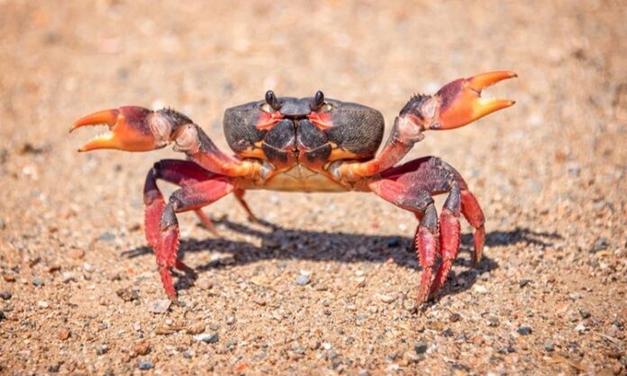 Deniz ürünleri dünyasında kendine özgü aroması ve besleyici yapısıyla öne çıkan yengeç, son yıllarda hem restoran menülerinde hem de ev mutfaklarında daha sık görülmeye başladı. Geleneksel mutfak kültüründe sınırlı bir yere sahip olan bu kabuklu deniz canlısı, küresel gastronomi trendlerinin etkisiyle Türkiye’de de yeniden keşfediliyor. Özellikle sağlıklı beslenmeye yönelik ilginin artması, yengeç tüketimini destekleyen önemli faktörler arasında yer alıyor. Konulu bir haber görseli.